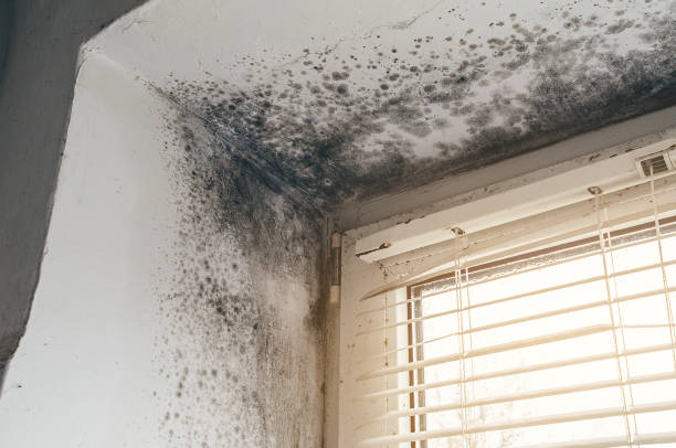 Affordable Attic Mold Remediation solutions in Pineville, NC